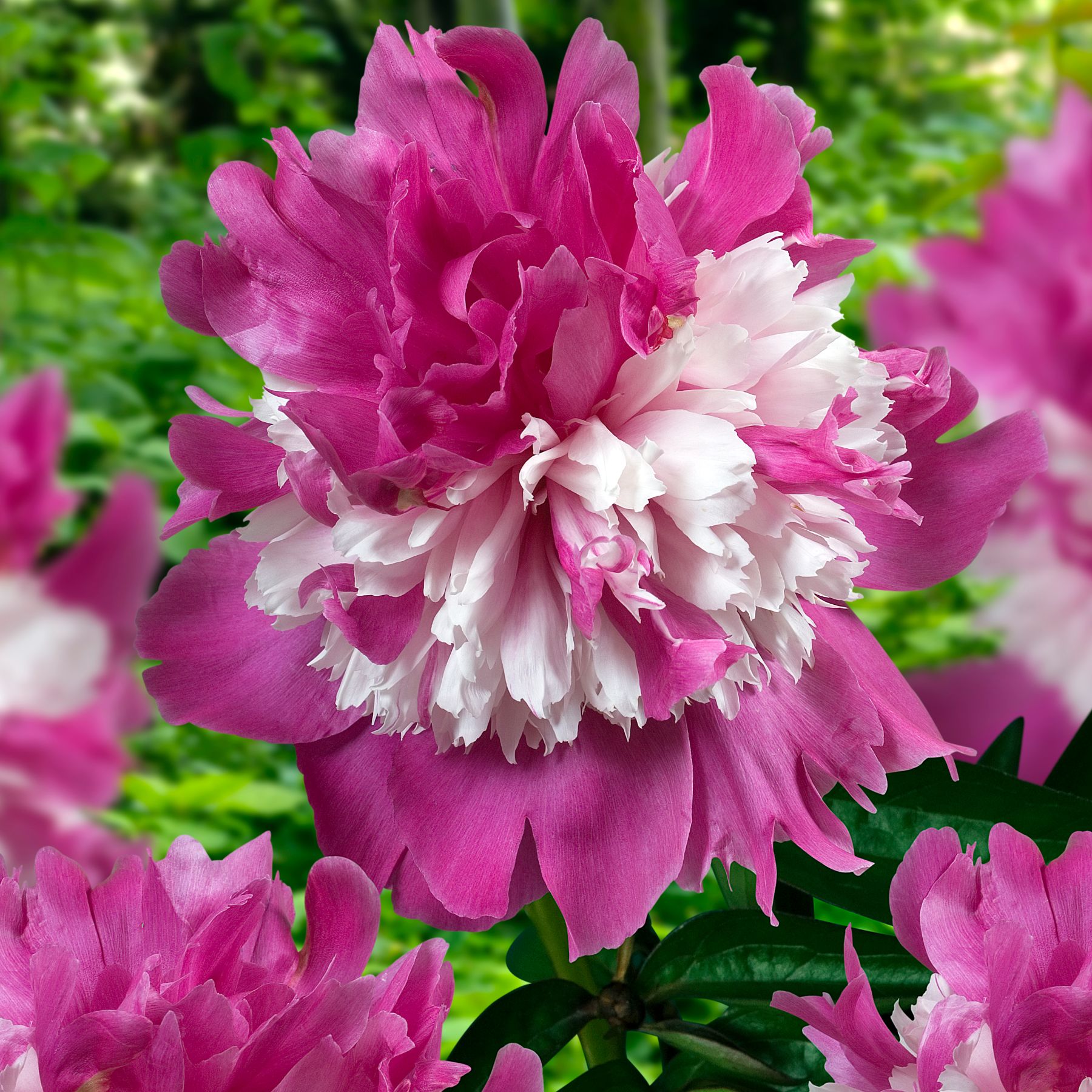 Celebrity Peonies | Buy Peony plants online | Bulbs Direct NZ