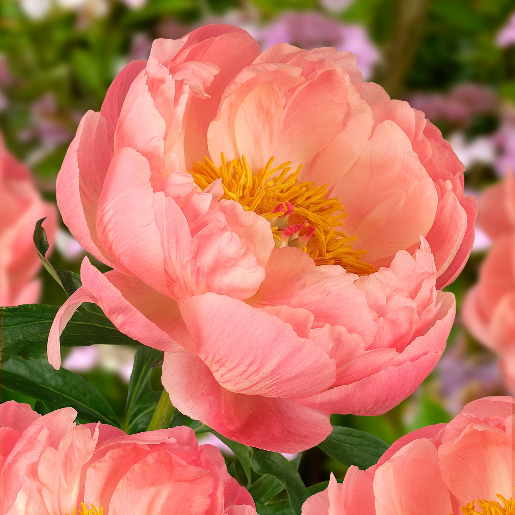 Coral Charm Peonies | Buy Peony plants online | Bulbs Direct NZ