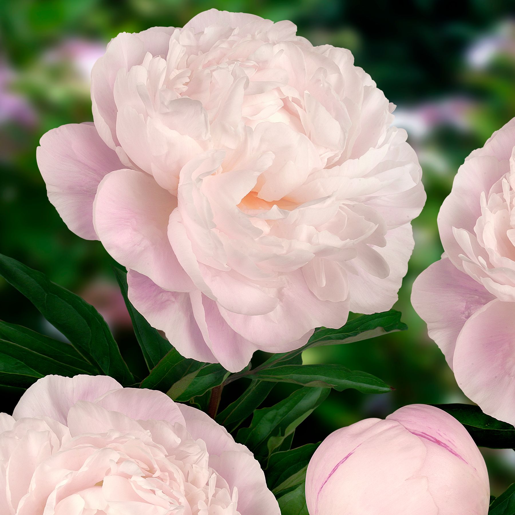 Bulbs Direct Peonies Gardenia Peonies | Buy Peony plants online | Bulbs Direct NZ