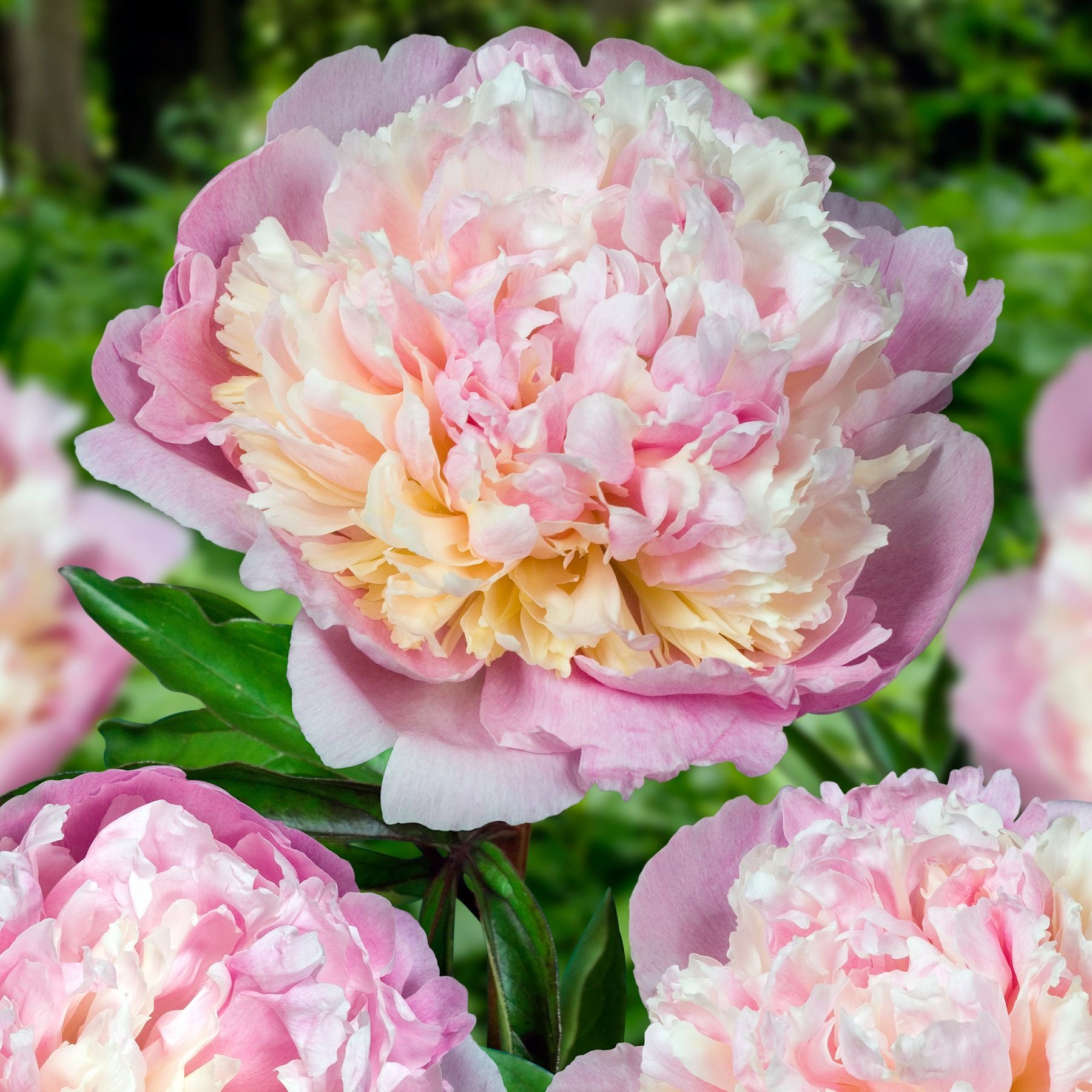 Madame Carlot Peony | Buy Peony Plants Online | Bulbs Direct NZ