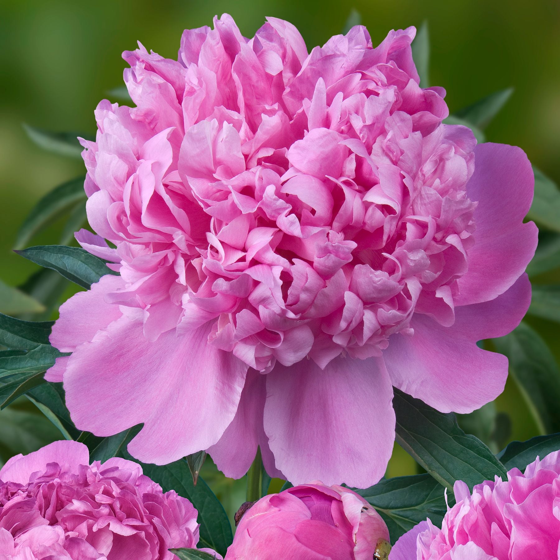 Mons Jules Elie Peonies | Buy Peony plants online | Bulbs Direct NZ