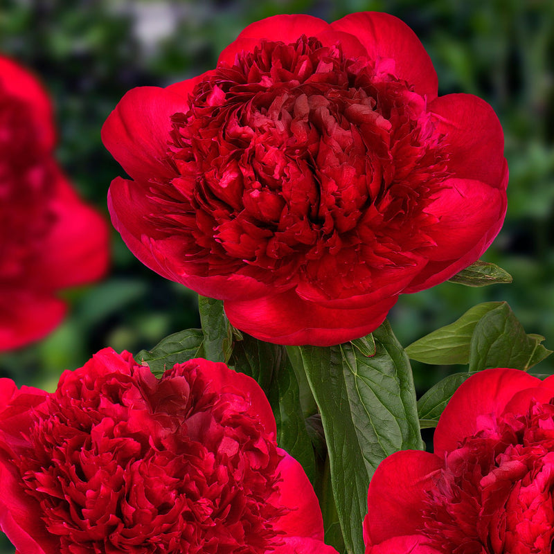 spids erindringsmønter Tomhed Red Charm Peonies | Buy Peony plants online | Bulbs Direct NZ