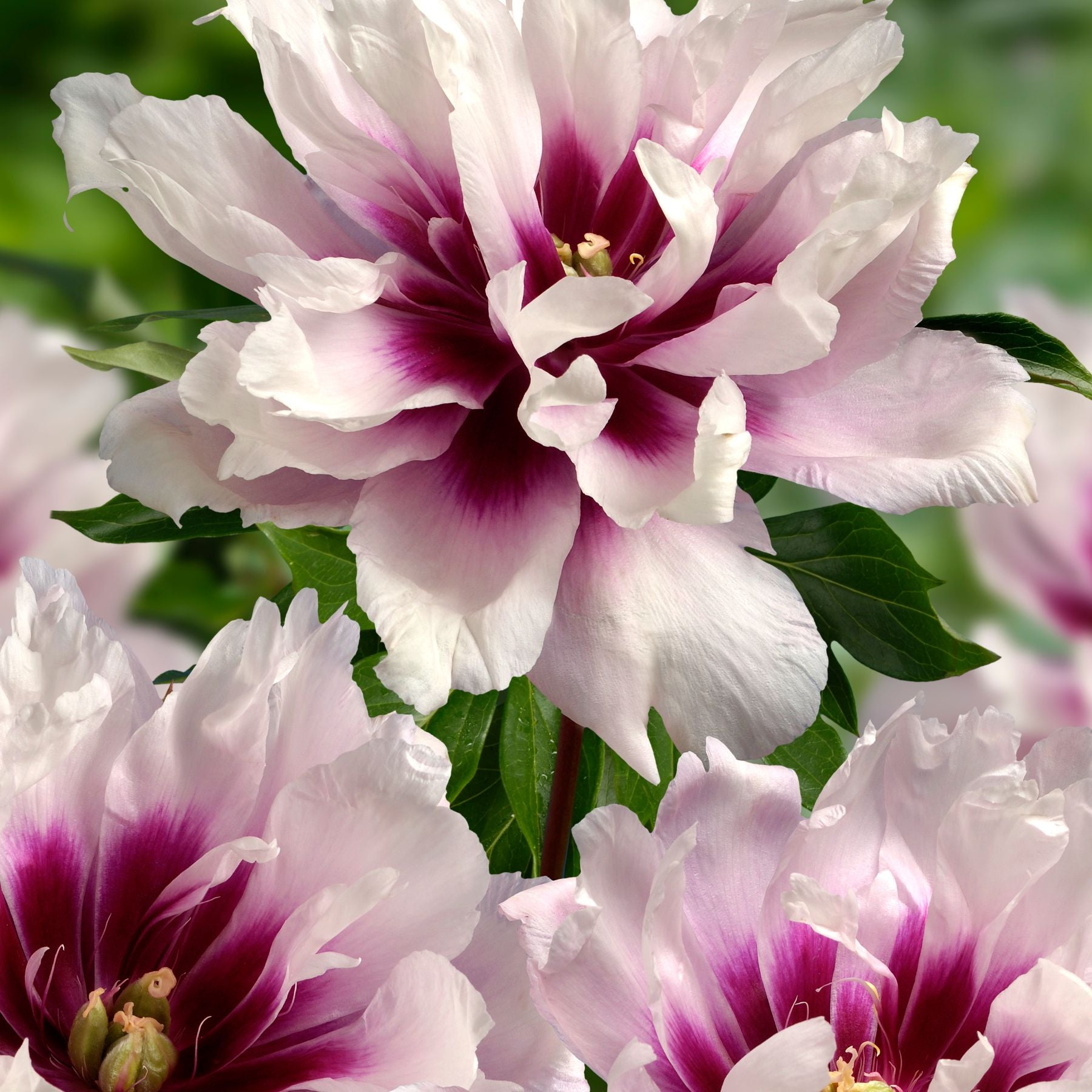 Cora Louise Peonies Buy Peony plants online Bulbs Direct NZ