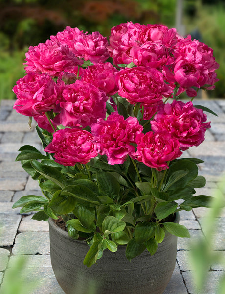 London Patio Peonies | Buy Peony plants online | Bulbs Direct NZ