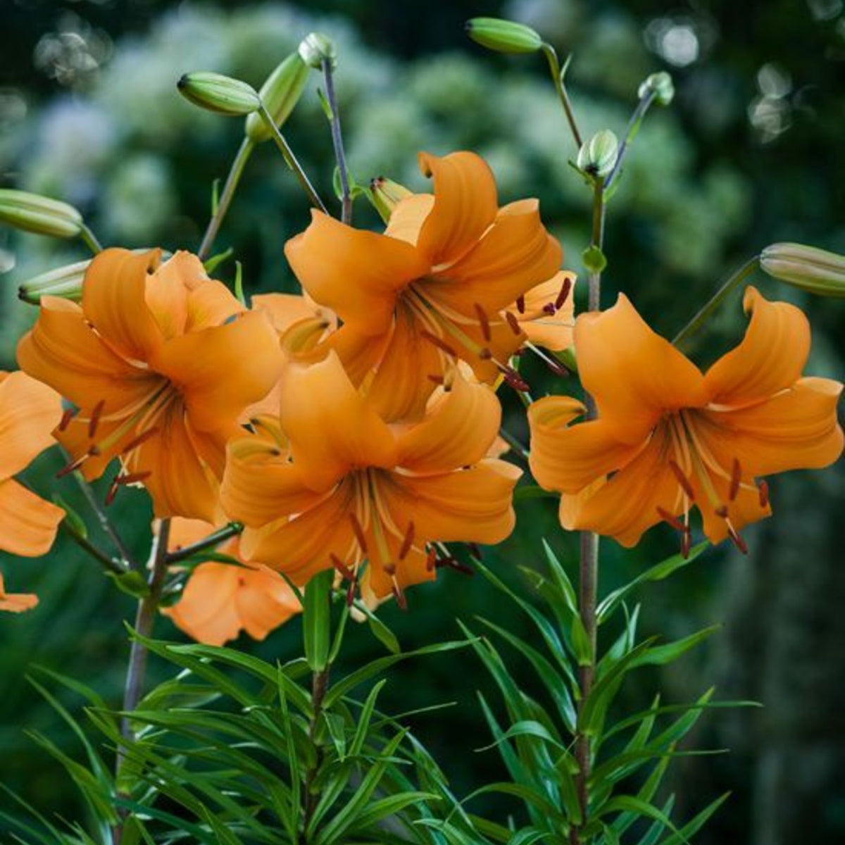 fata morgana asiatic lily Fata Morgana Asiatic Lily | Order Lily Bulbs online
