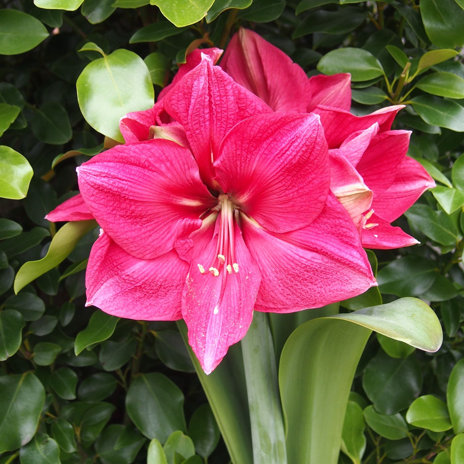 Pink Surprise Hippeastrum Order Bulbs online Bulbs Direct NZ