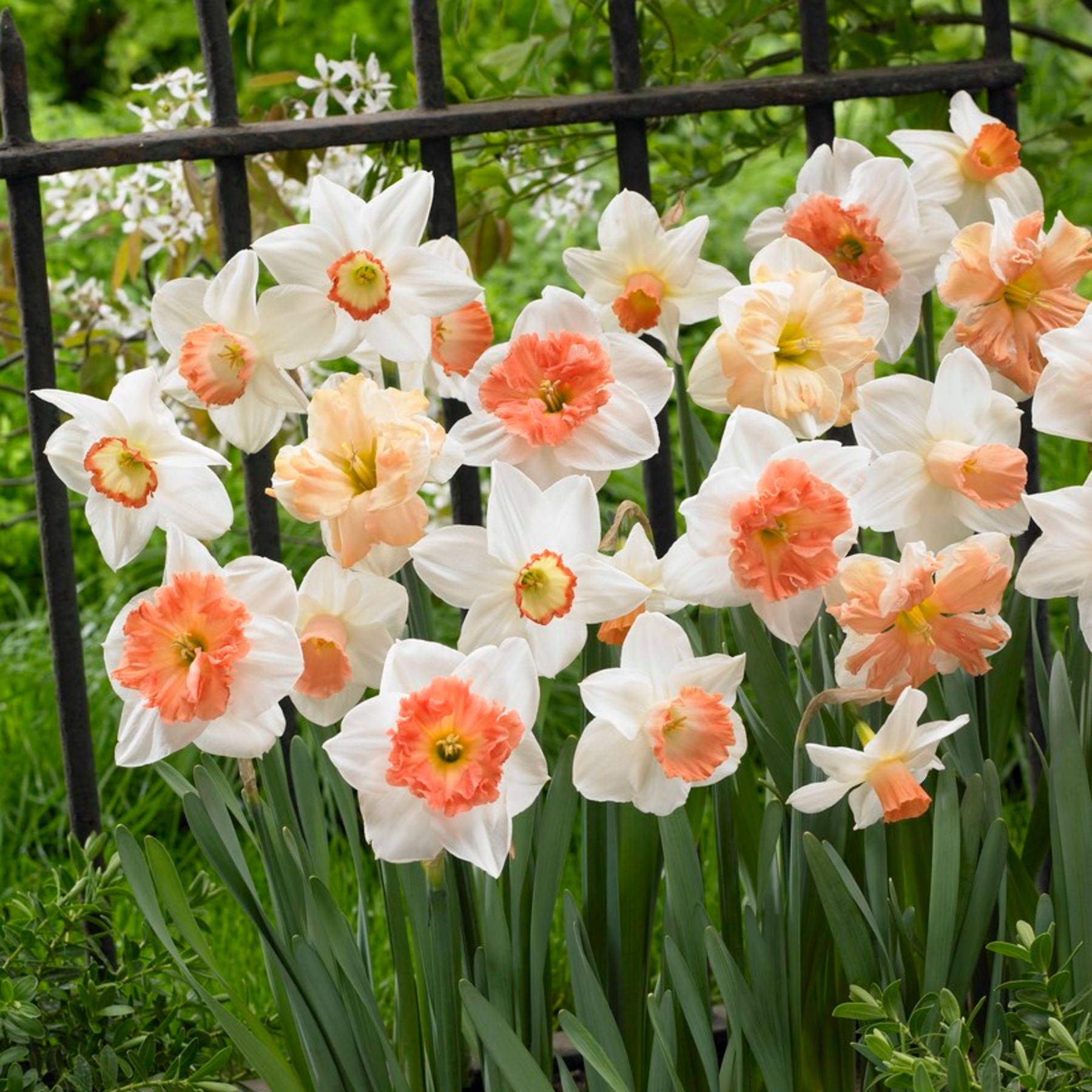 Pretty in Pink Mixed Daffodils Order Bulbs online Bulbs Direct