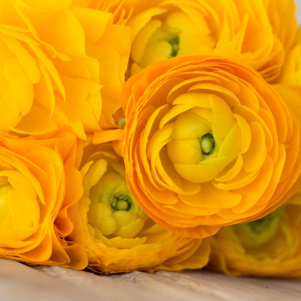 Elliot Ranunculus Ranunculus | Order your Ranunculus Bulbs online | Bulbs Direct NZ