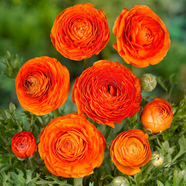 Mache Orange Ranunculus Ranunculus | Order your Ranunculus Bulbs online | Bulbs Direct NZ