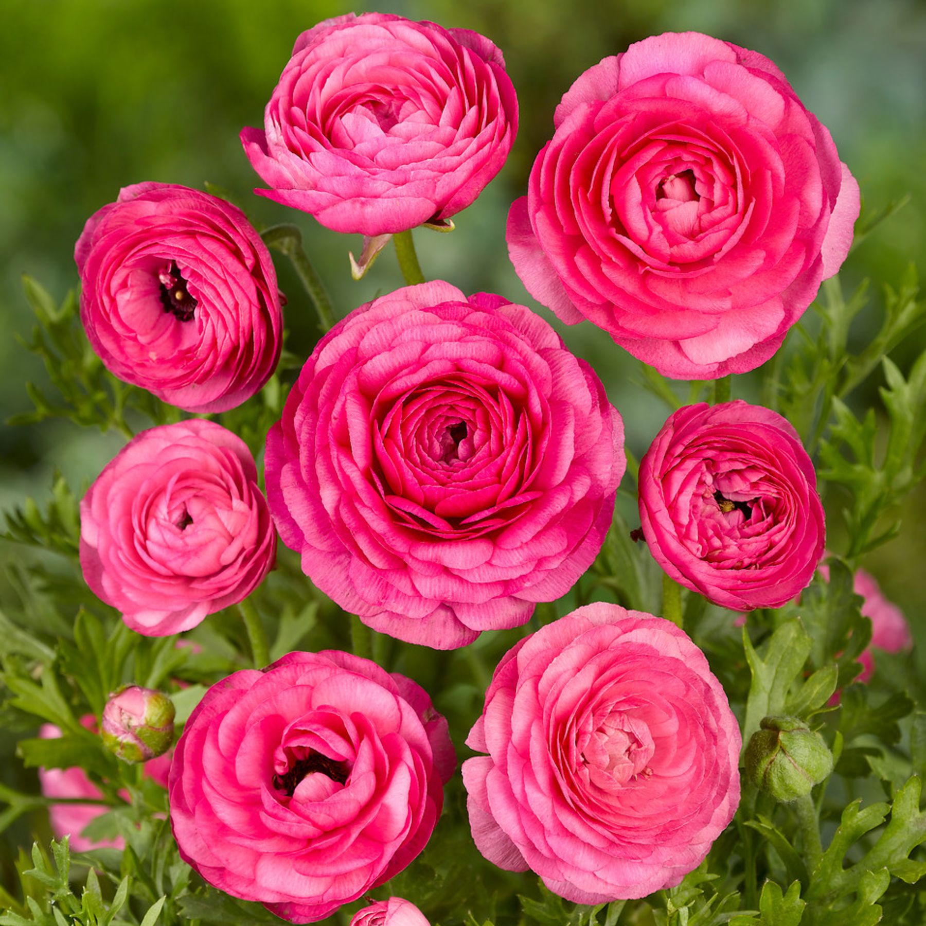 Ranunculus Rococo Ranunculus Pink | Order Ranunculus Corms online | Bulbs Direct NZ