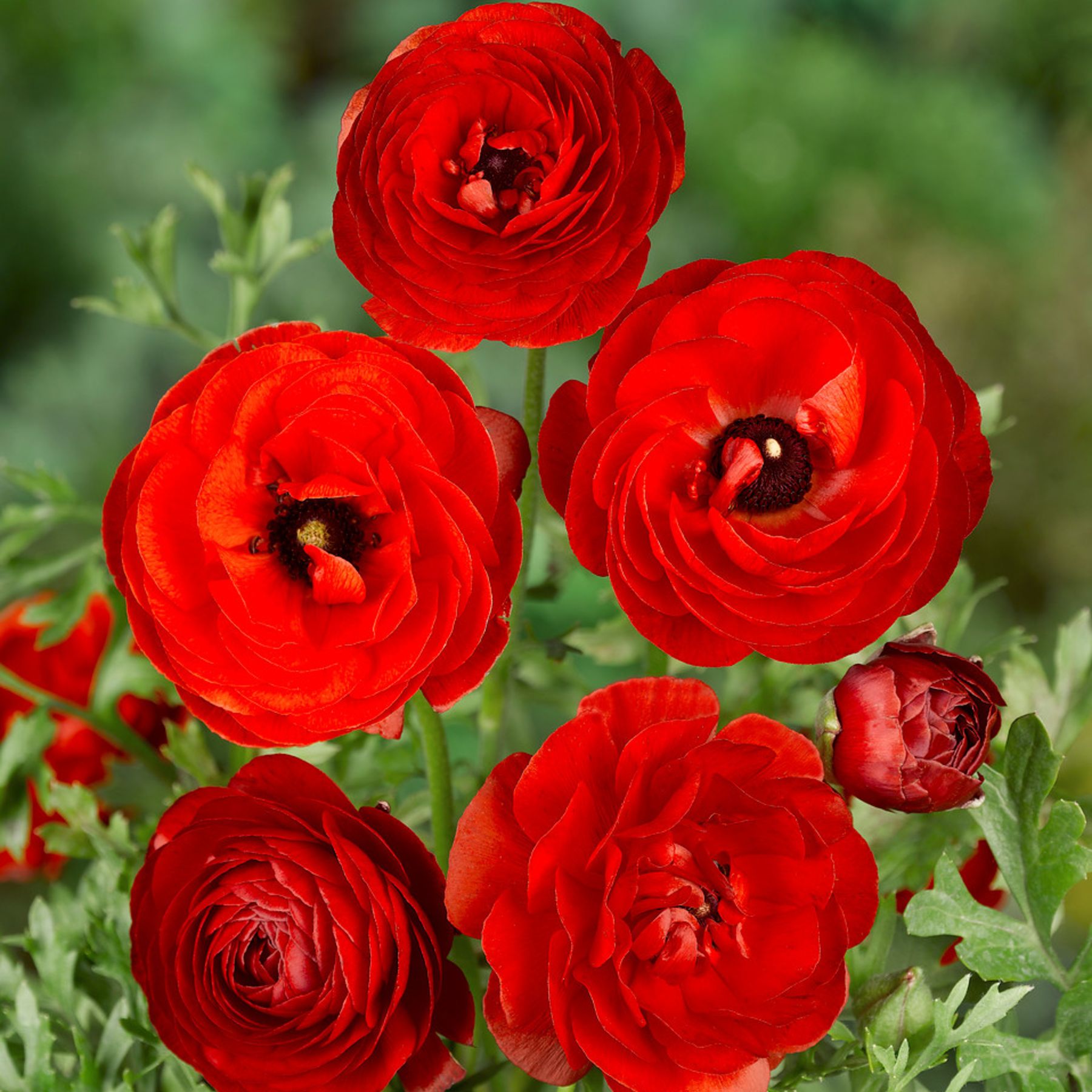 Ranunculus Red | Order Ranunculus Corms online | Bulbs Direct NZ