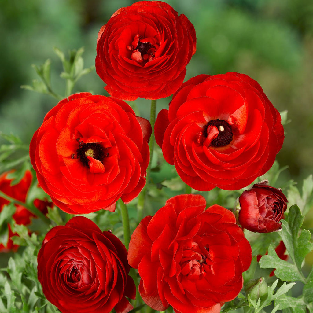 Recxd Ranunculus Ranunculus Red Persian Lily Ranunculus Blend Bulbs | Park Seed