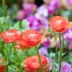 Ranunculus - Salmon