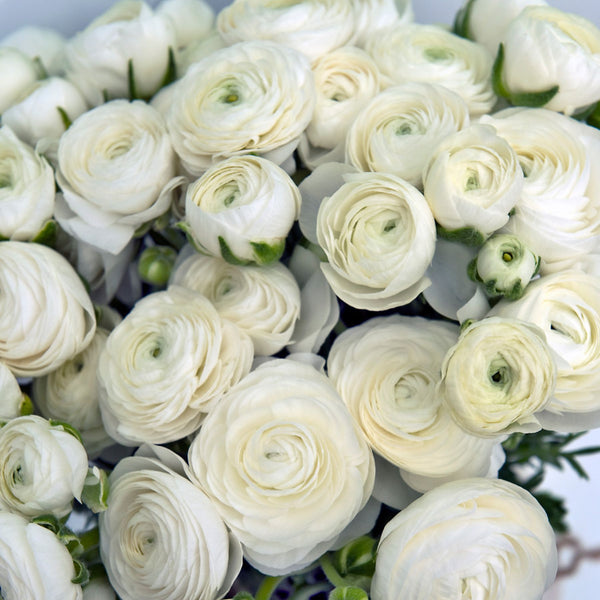 Peridot Ranunculus Ranunculus | Order your Ranunculus Bulbs online | Bulbs Direct NZ