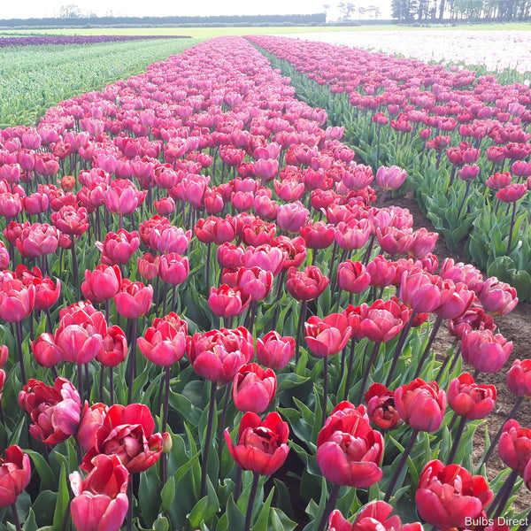 Ridgedale Tulips Order Peony Tulips online Bulbs Direct NZ