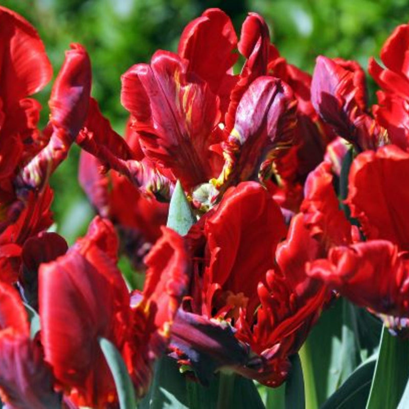 Tulip Rococo | Order Parrot Tulip Bulbs online | Bulbs Direct NZ