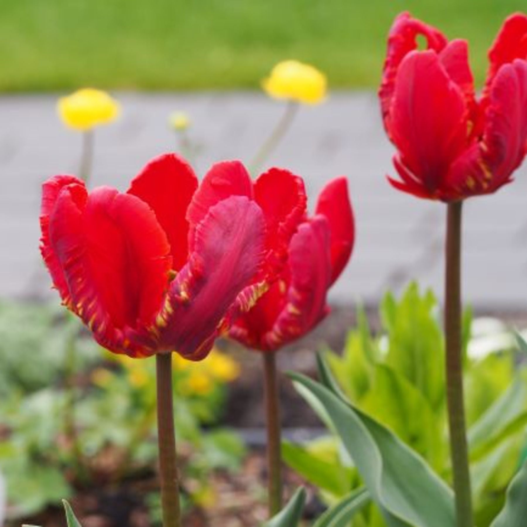 Tulip Rococo | Order Parrot Tulip Bulbs online | Bulbs Direct NZ