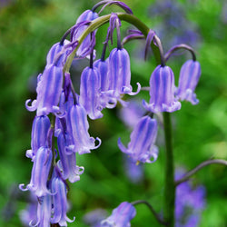 English Bluebells