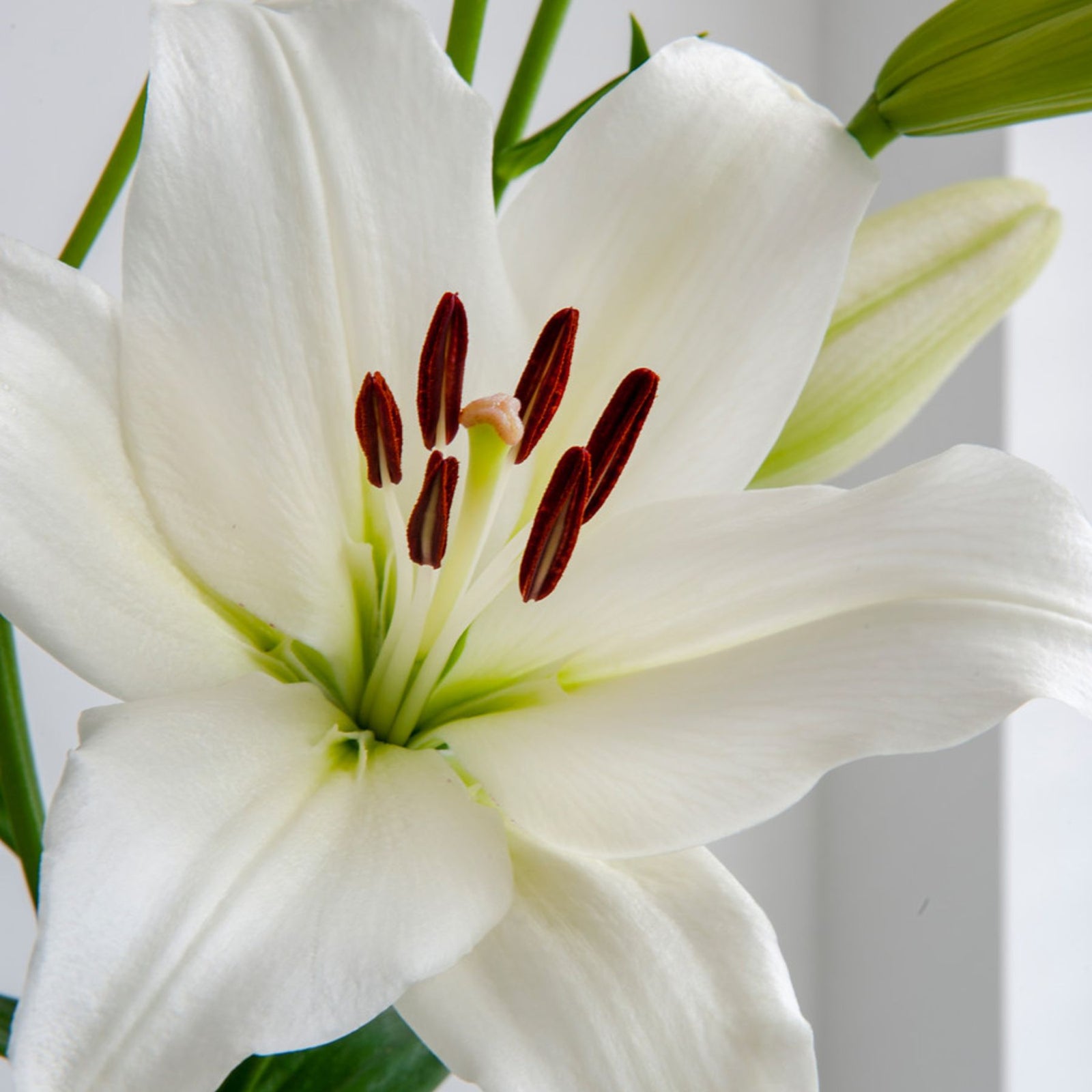 white siberian lily Siberia Oriental Lilies | Buy Oriental Lily Bulbs online