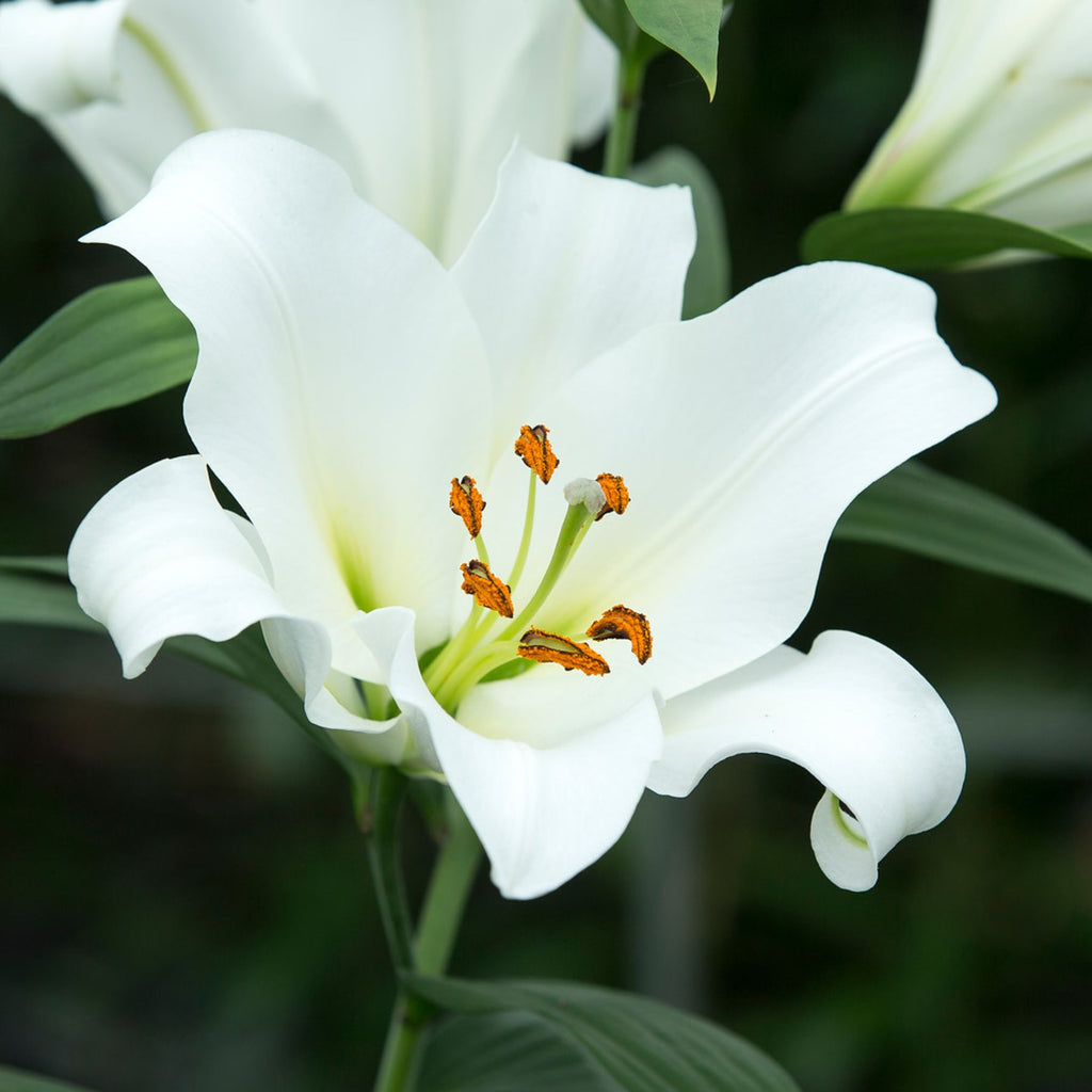 siberian lily flower Siberia Oriental Lilies | Buy Oriental Lily Bulbs online