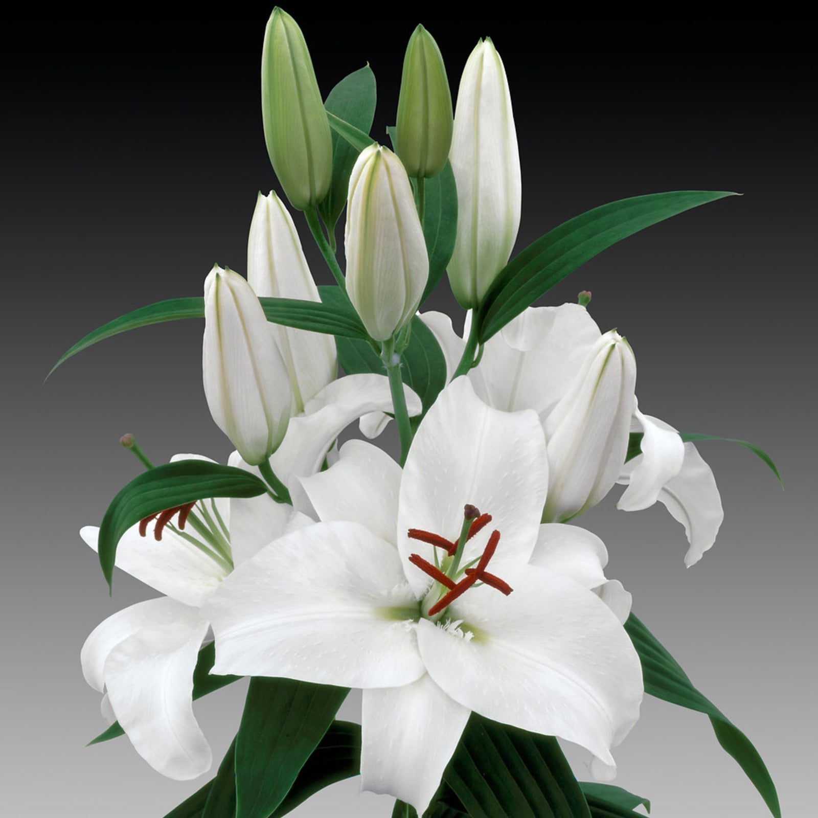white siberian lily Siberia Oriental Lilies | Buy Oriental Lily Bulbs online