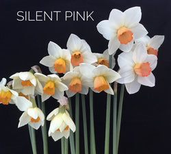 Silent Pink
