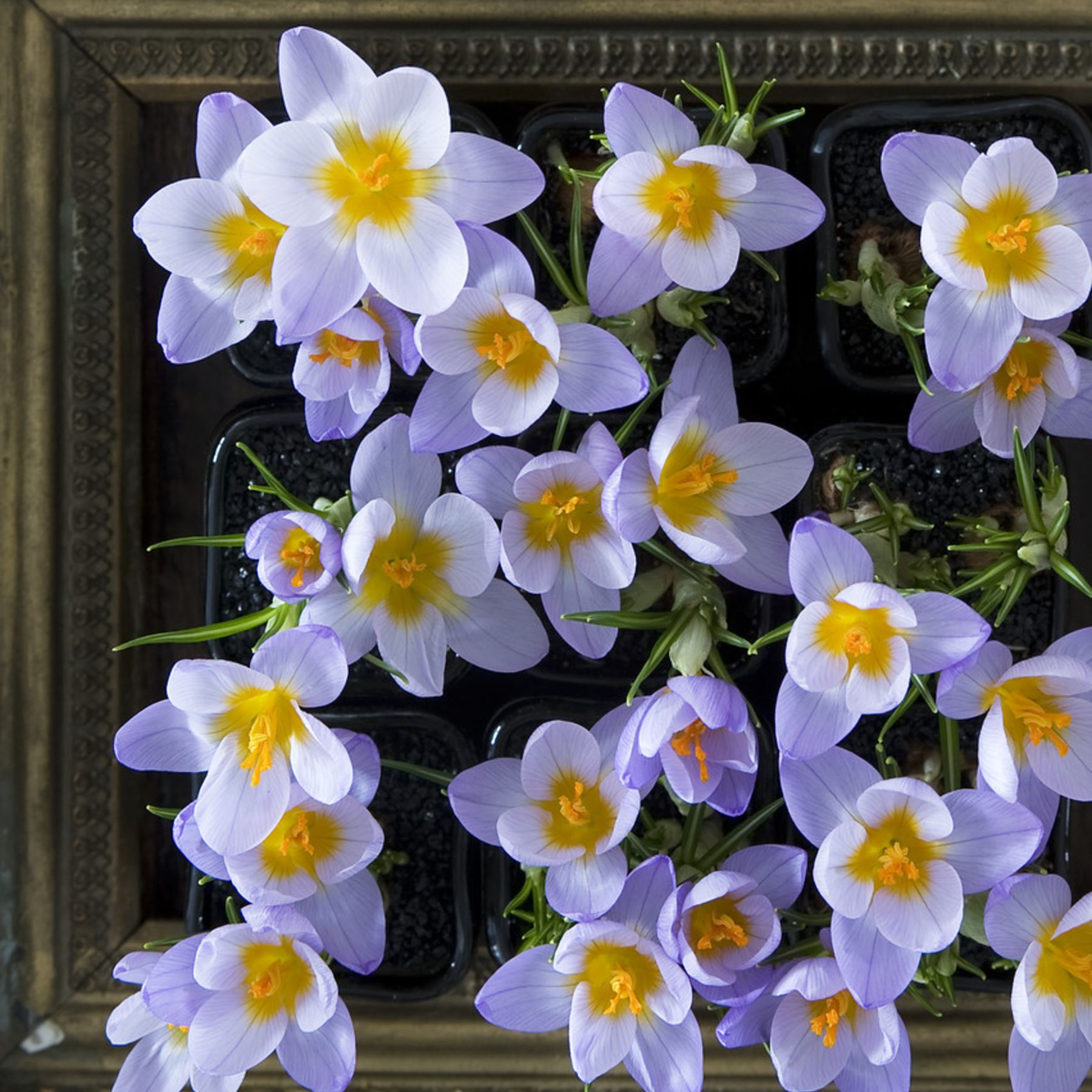 Firefly Crocus Order Crocus Bulbs online Bulbs Direct NZ