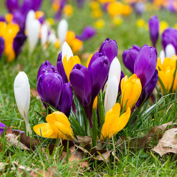 Specie Crocus Mix Order Crocus Bulbs online Bulbs Direct NZ