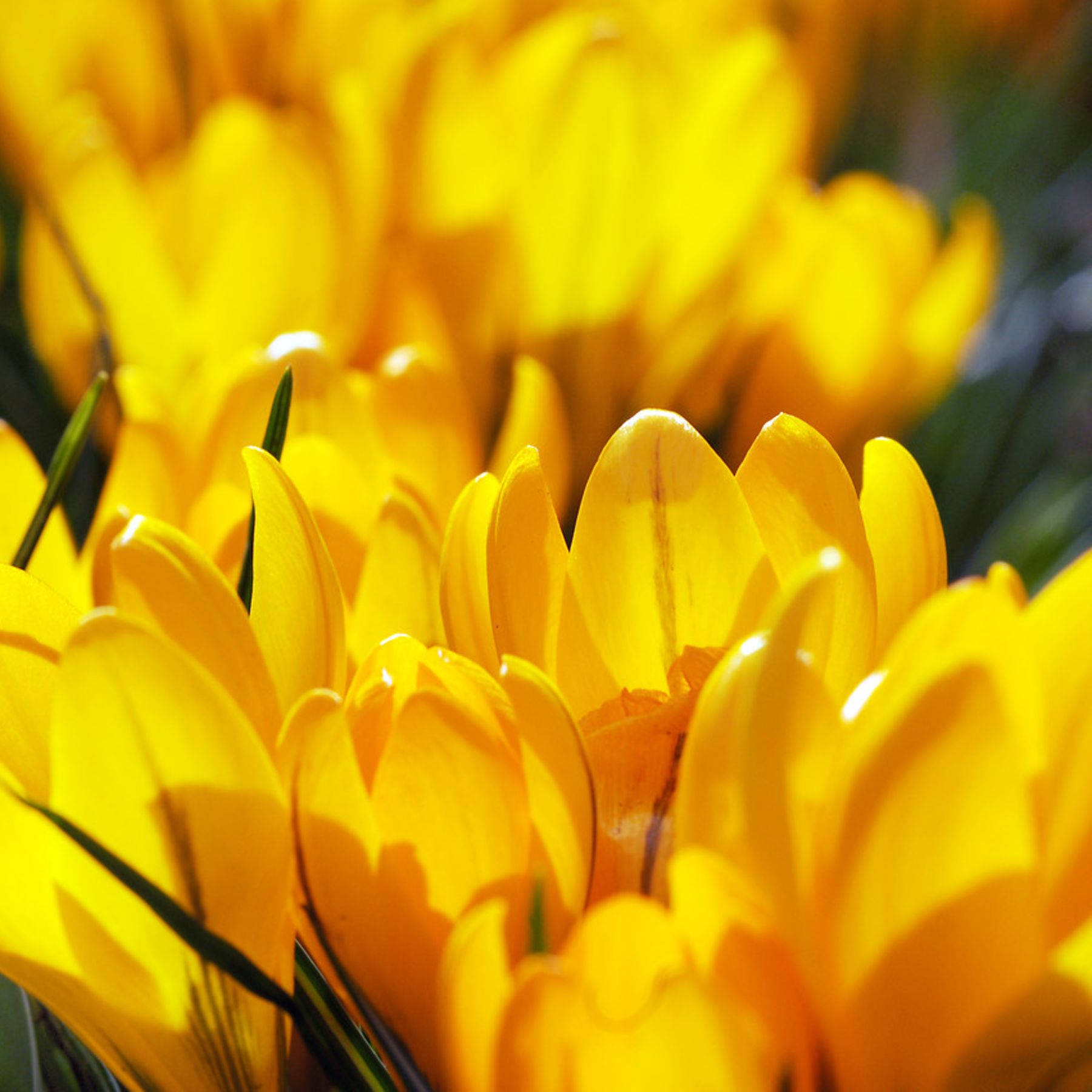 Sunkist Crocus Order Crocus Bulbs online Bulbs Direct NZ