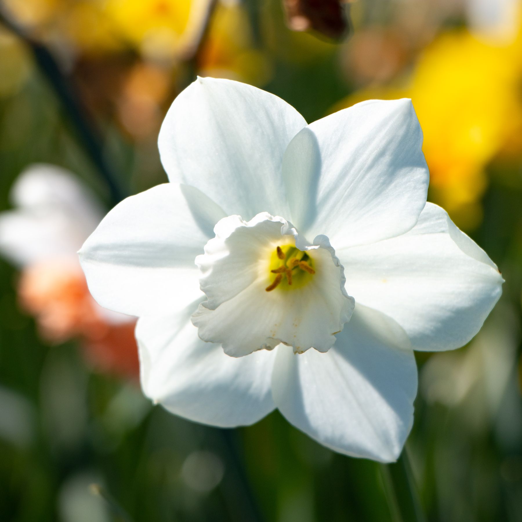 Stainless Daffodils | Order Daffodil Bulbs Online | Bulbs Direct NZ