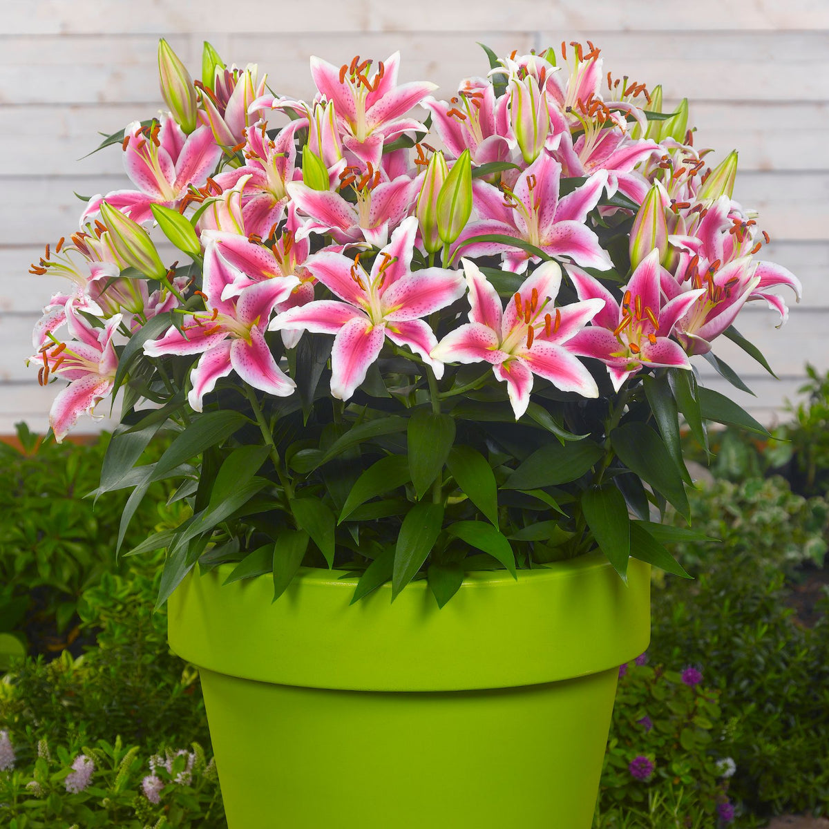 starlight lily flower White Starlight Oriental Lily | Buy Lily Bulbs online