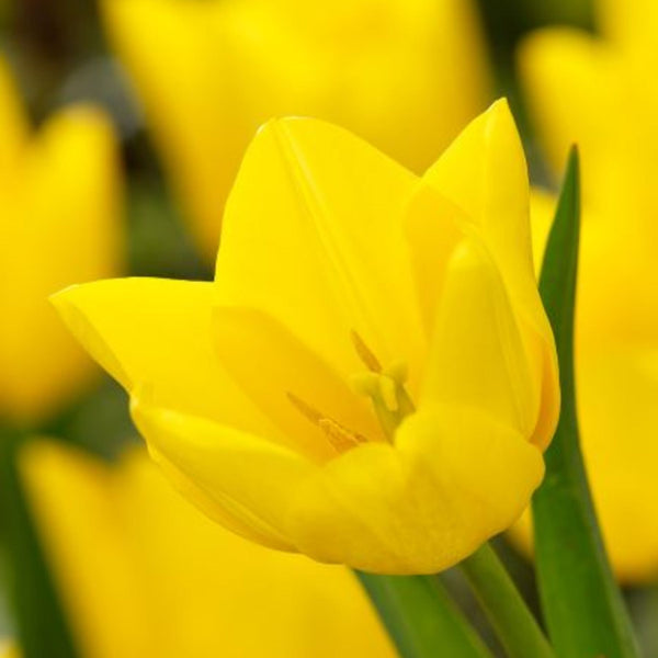 Friendship Tulip Buy Tulip Friendship Bulbs online Bulbs Direct NZ