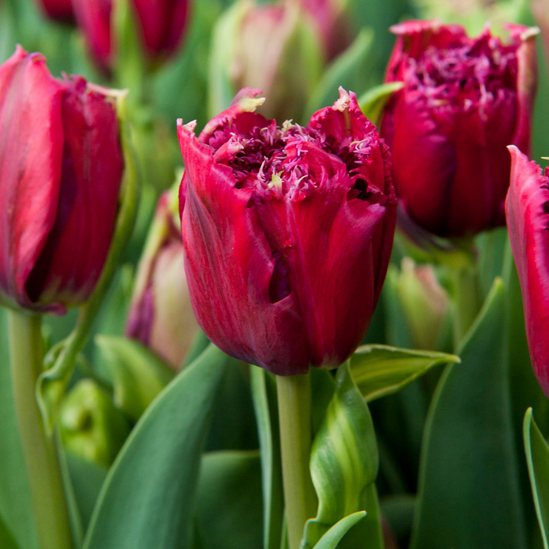 Tulip Mascotte Buy Tulip Bulbs online Bulbs Direct NZ