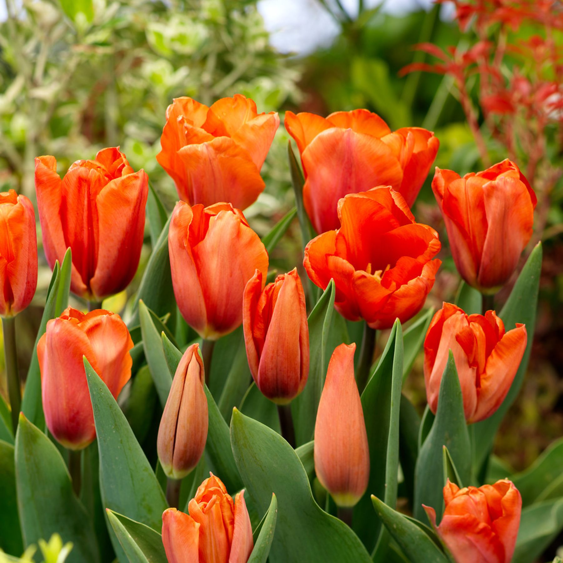 Tulip Orange Babies Order Tulip Bulbs online Bulbs Direct NZ