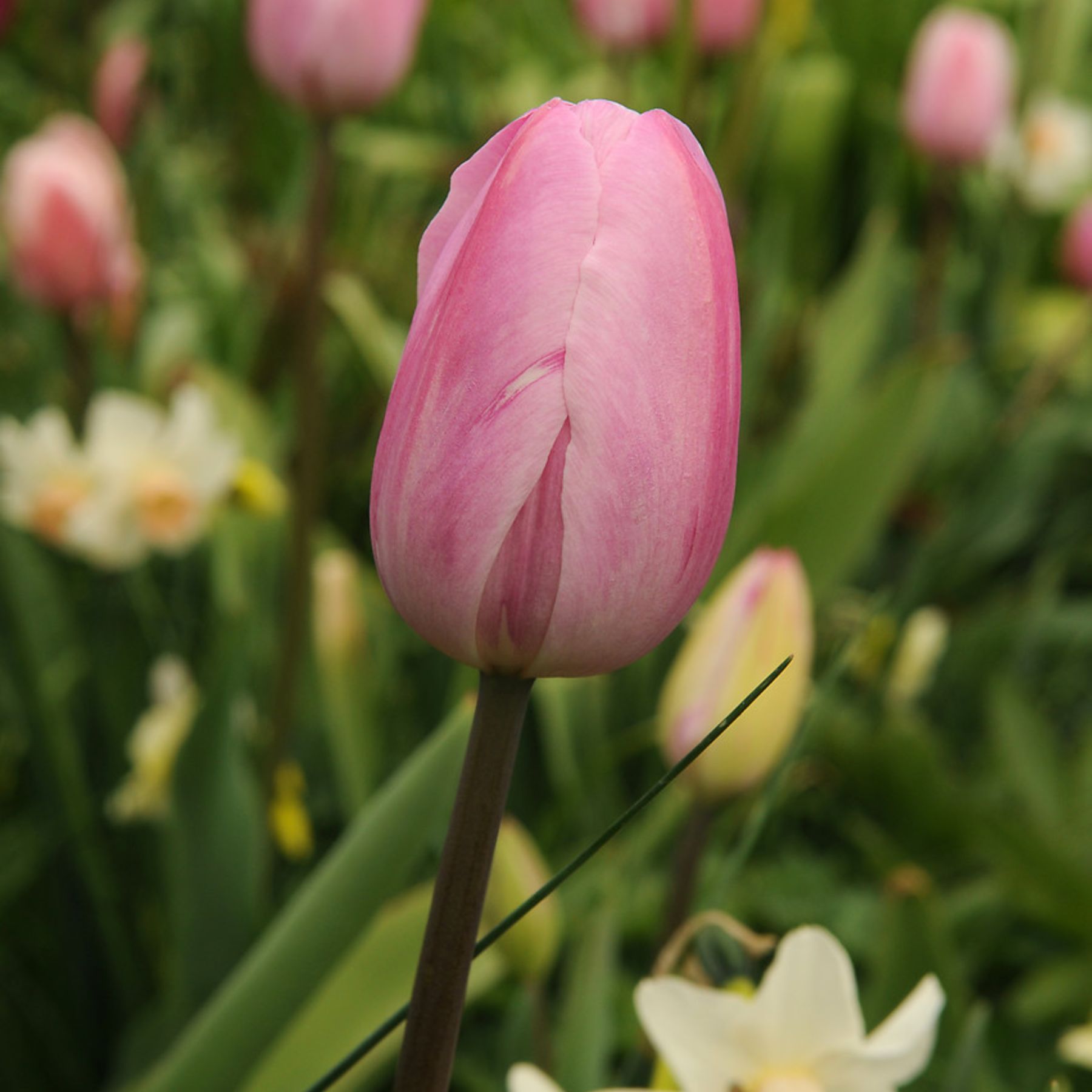 Tulip Pink Diamond Order Tulip Bulbs online Bulbs Direct NZ