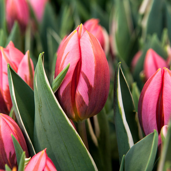 Pretty Princess Tulip Order Tulip Bulbs online Bulbs Direct NZ
