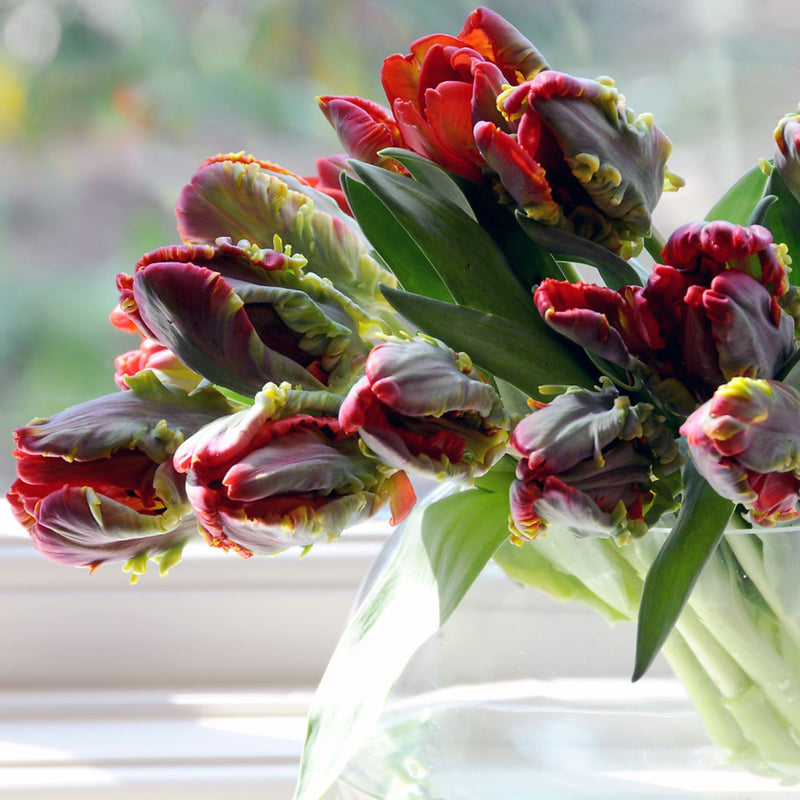 Tulip Rococo | Order Parrot Tulip Bulbs online | Bulbs Direct NZ