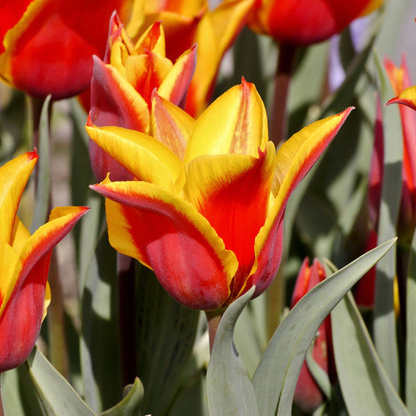 Tulip Royal Design Order Lily Tulip Bulbs online Bulbs Direct NZ