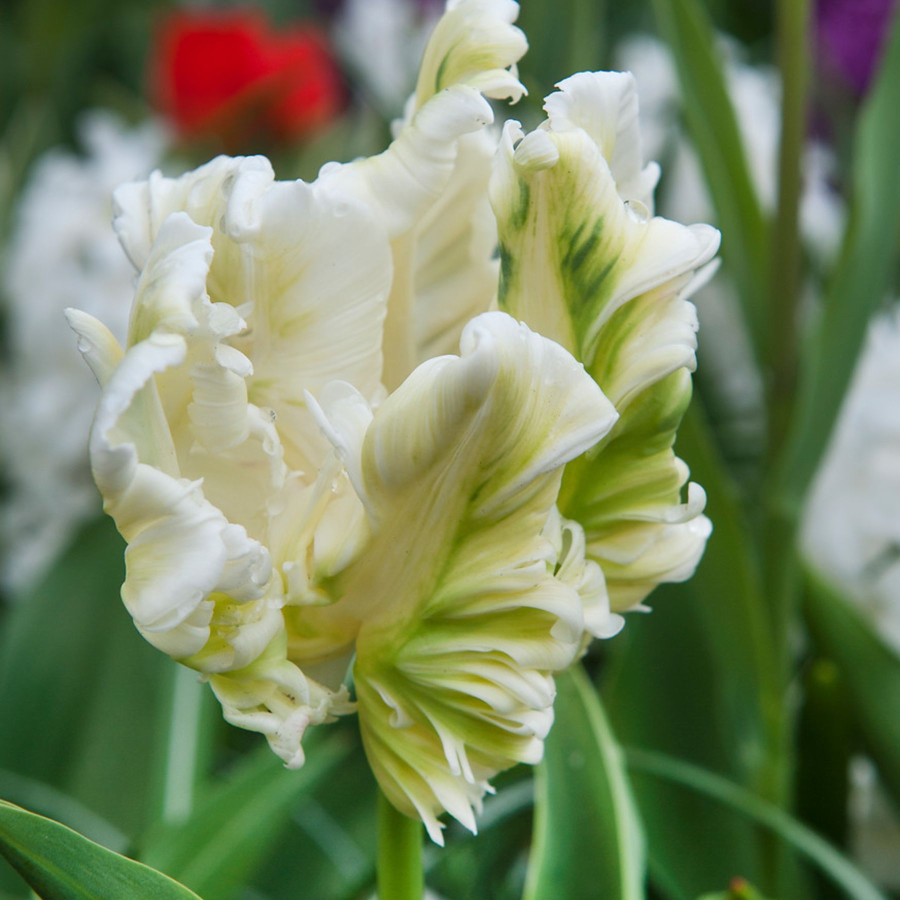 Super Parrot Tulip Buy Tulip Bulbs online Bulbs Direct NZ