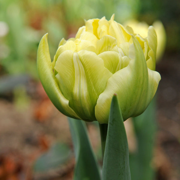 Tulip Verona Buy Tulip Bulbs online Bulbs Direct NZ