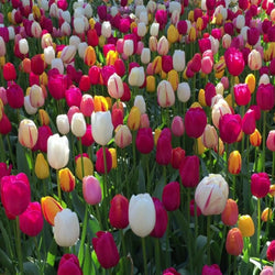 Tulip Bulk Collection