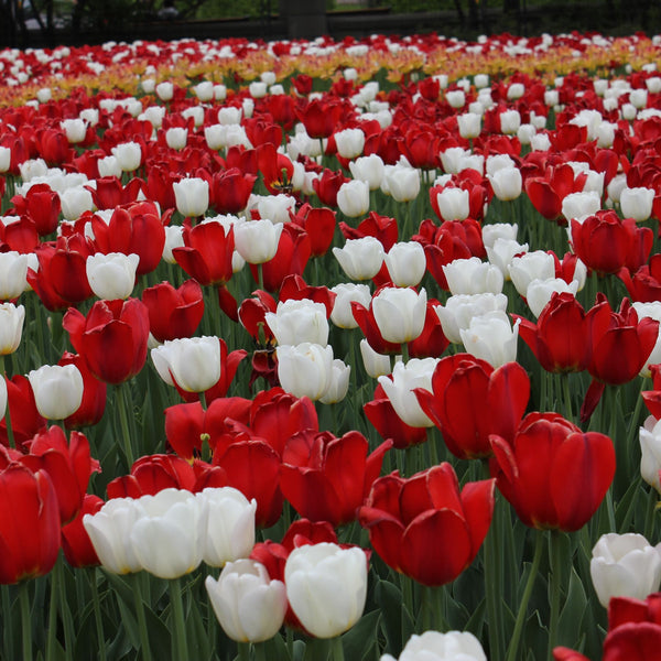 Christmas Mix Tulip Order Tulip Bulbs Online Bulbs Direct