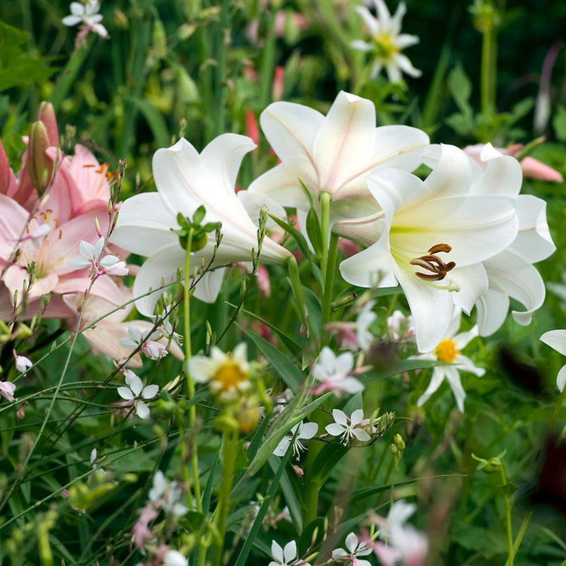 watch white lily Watch Up Lilium | Order Lily Bulbs online
