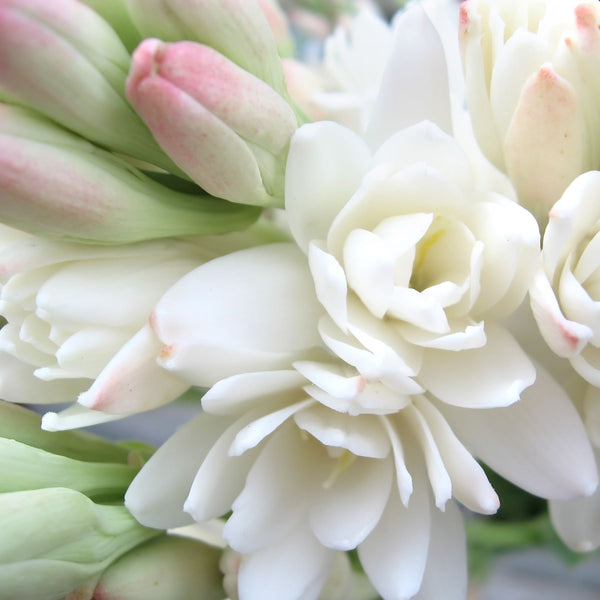 White-Tuberose-the-pearl