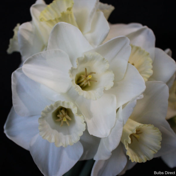 White Flight Daffodil Order Daffodil Bulbs online Bulbs Direct NZ