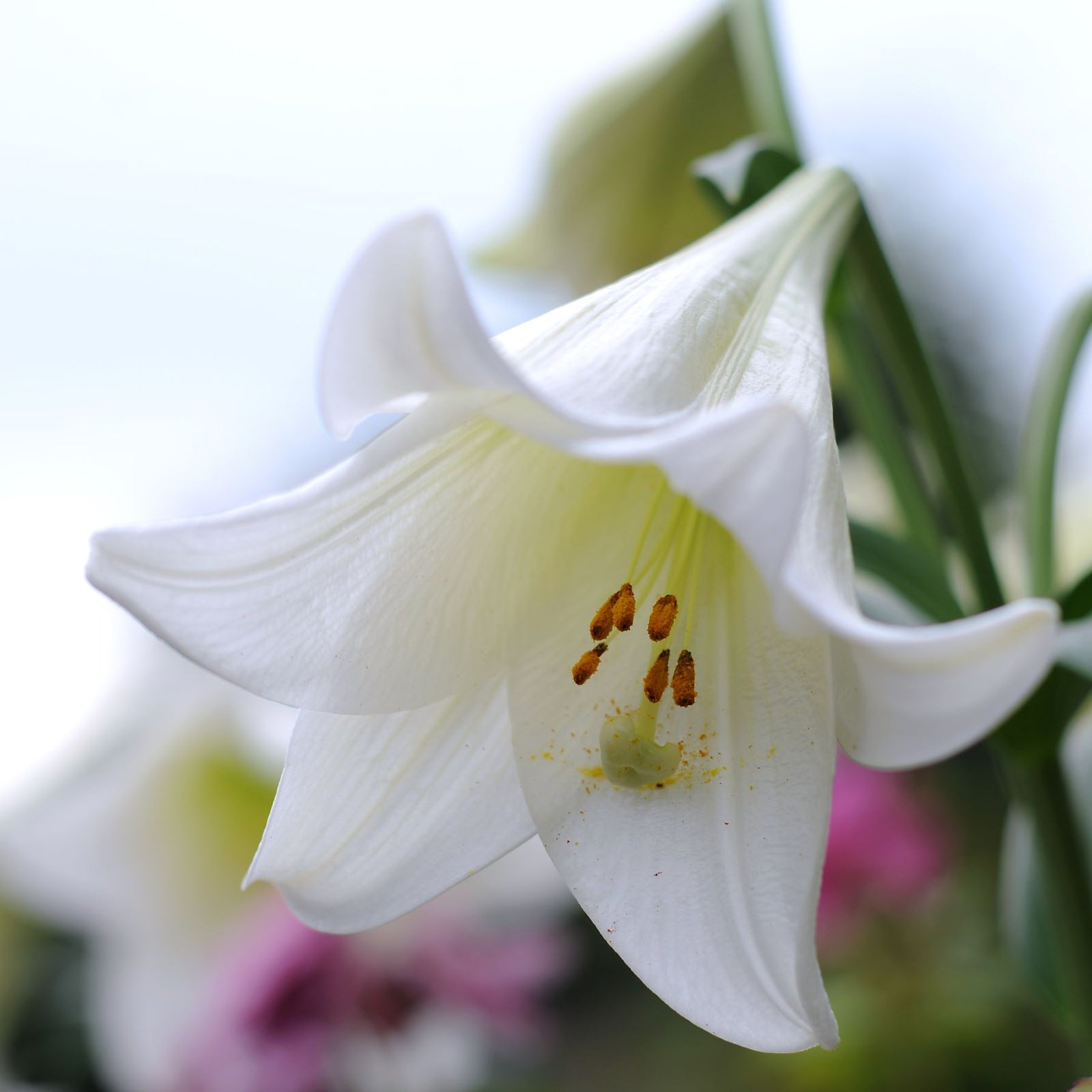 white christmas lilies White Heaven Christmas Lily | Order Lilium Bulbs online
