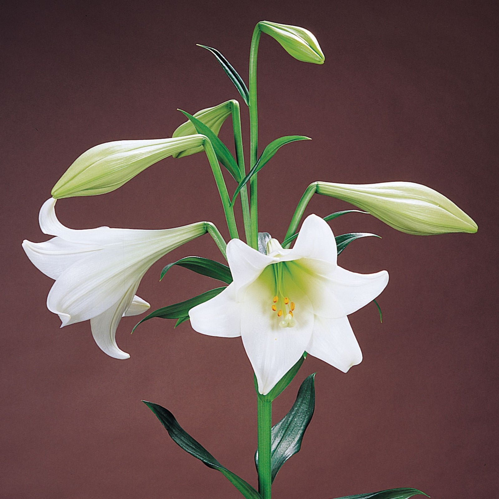 White Heaven Christmas Lily | Order Lilium Bulbs online