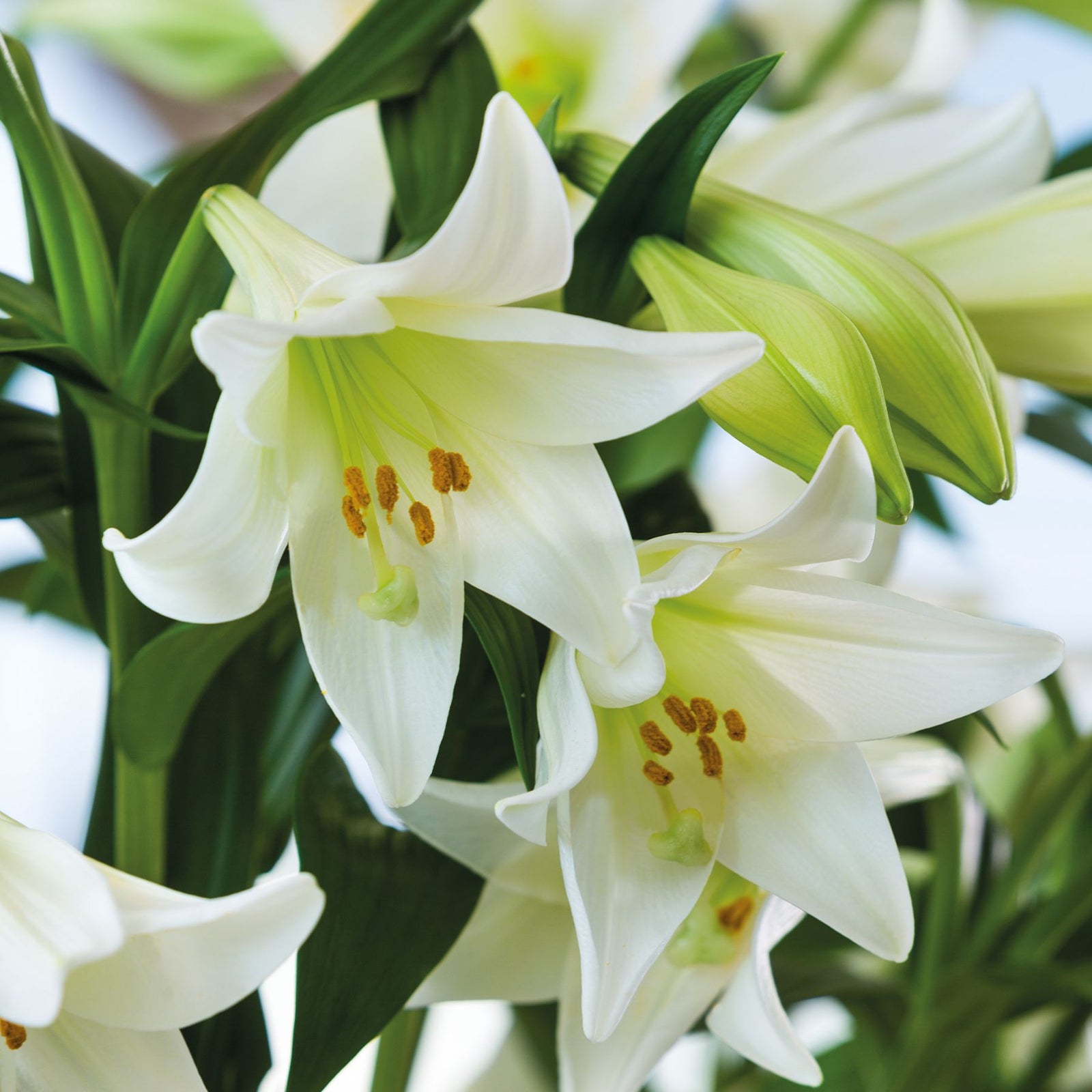 lily white White Heaven Christmas Lily | Order Lilium Bulbs online