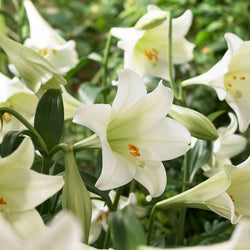 longiflorum lily white heaven White Heaven Christmas Lily | Order Lilium Bulbs online