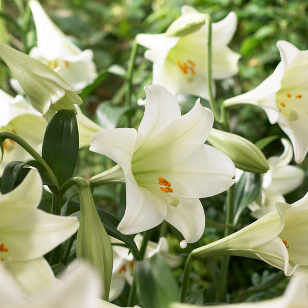 White Heaven Xmas Lily